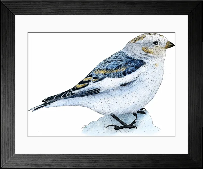 Framed Print : Snow bunting Framed Print : Snow bunting