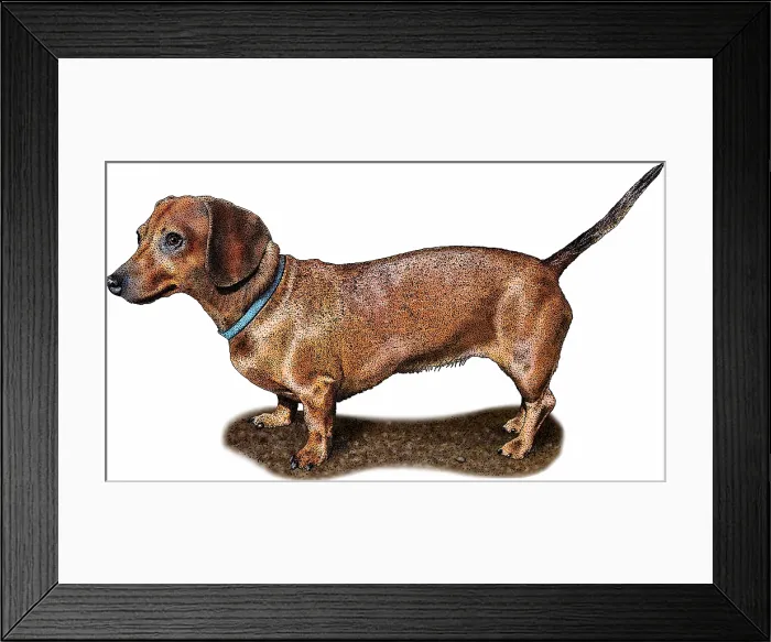 Framed Print : Miniature Dachshund Framed Print : Miniature Dachshund
