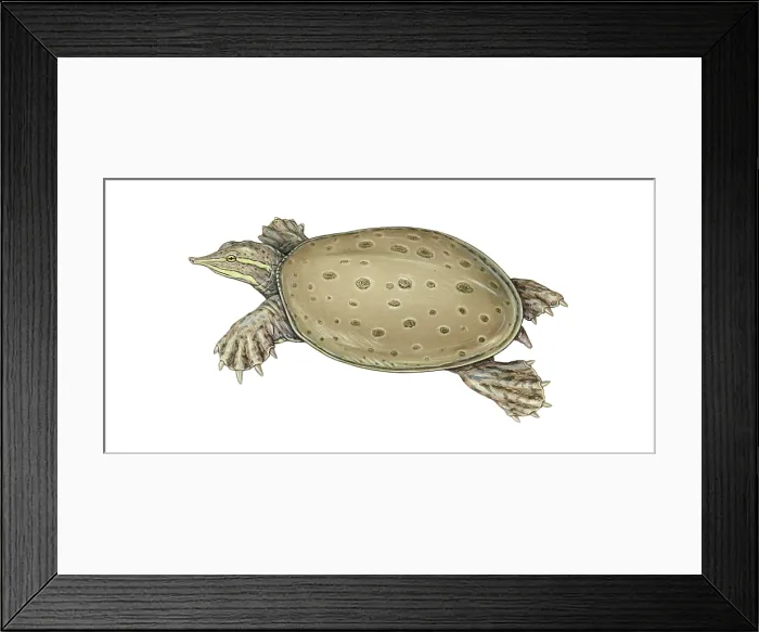 Framed Print : Spiny Softshell Turtle Framed Print : Spiny Softshell Turtle