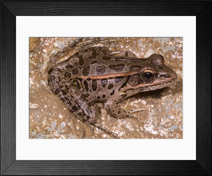 Framed Print : Pickerel Frog Framed Print : Pickerel Frog