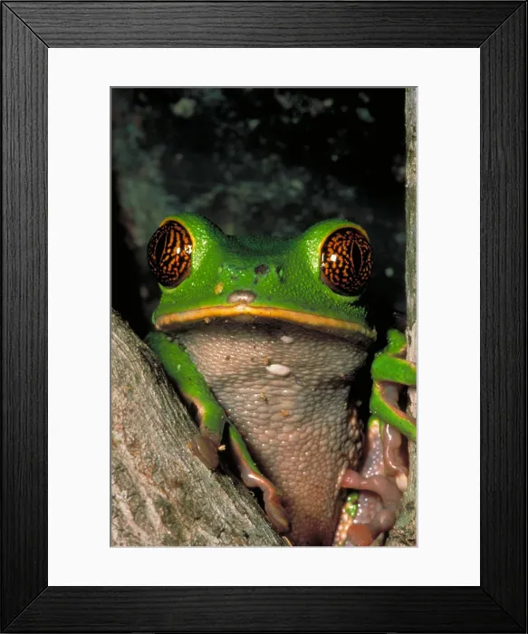 Framed Print : Reticulate eye monkey frog Framed Print : Reticulate eye monkey frog