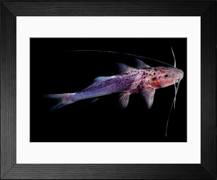 Framed Print : Jello Banded Catfish