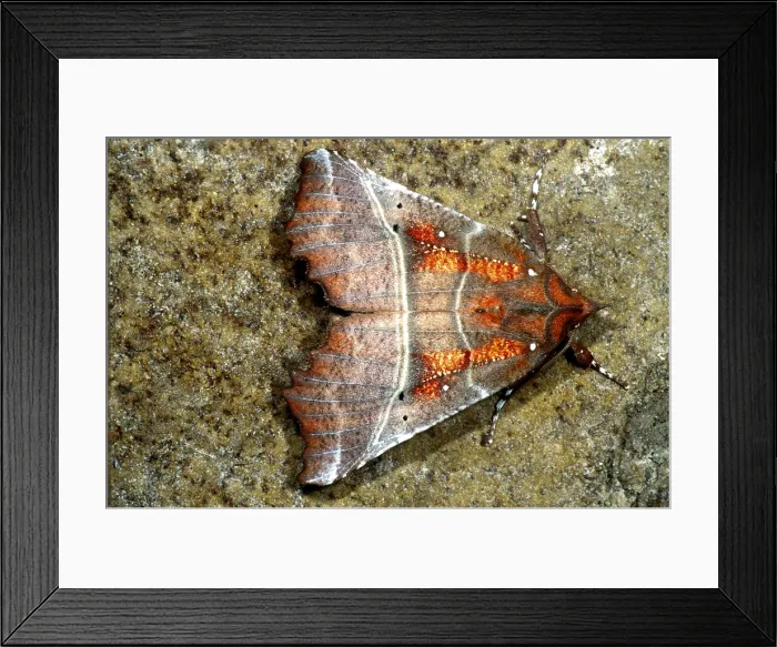 Framed Print : Cave Moth, Cave River Cave, Stone County, Arkansas Framed Print : Cave Moth, Cave River Cave, Stone County, Arkansas