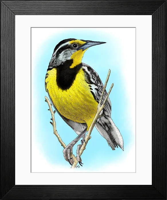 Framed Print : Eastern Meadowlark Framed Print : Eastern Meadowlark