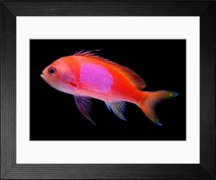 Framed Print : Square Pink Anthias Framed Print : Square Pink Anthias