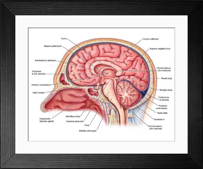 Framed Print : Midsagittal Brain, Illustration Framed Print : Midsagittal Brain, Illustration