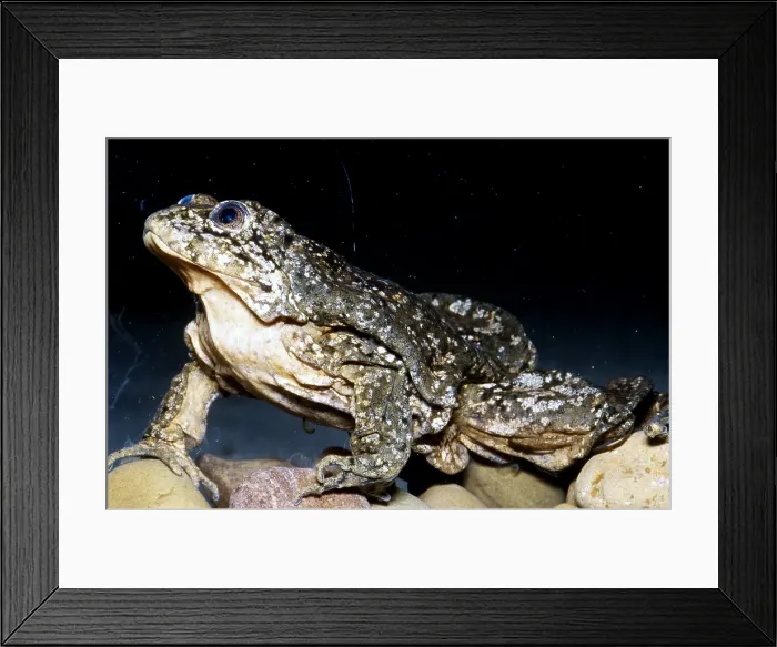 Framed Print : Titicaca frog (Telmatobius culeus) Framed Print : Titicaca frog (Telmatobius culeus)