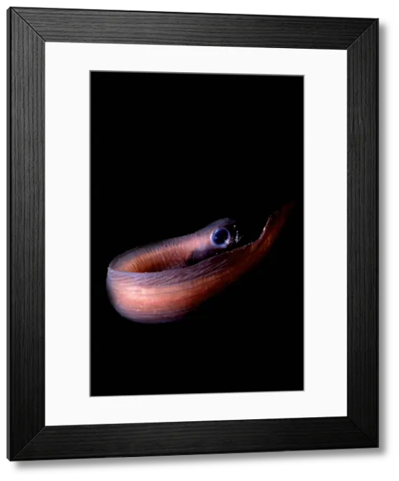 Framed Print : Midwater Eelpout Framed Print : Midwater Eelpout