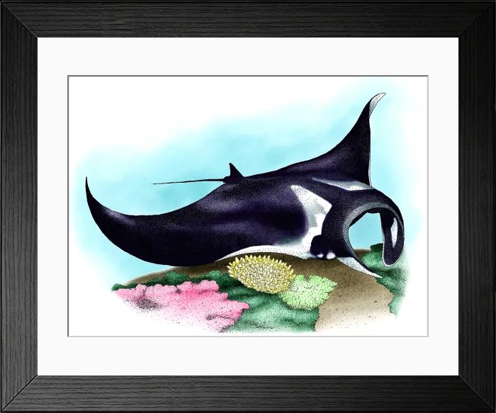 Framed Print : Manta Ray, (Manta birostris) Framed Print : Manta Ray, (Manta birostris)