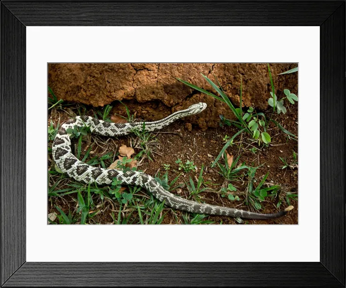 Framed Print : Brazilian Rattlesnake Framed Print : Brazilian Rattlesnake
