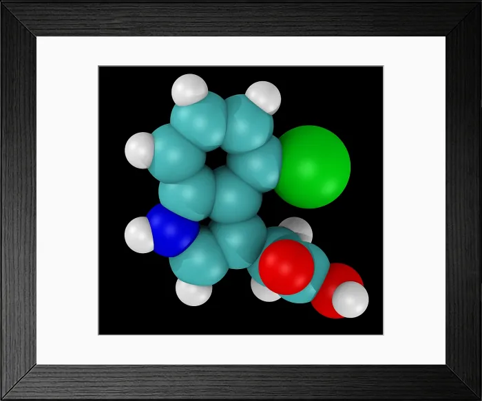 Framed Print : Model of 4-chloroindole-3-acetic acid (4-Cl-IAA) Framed Print : Model of 4-chloroindole-3-acetic acid (4-Cl-IAA)