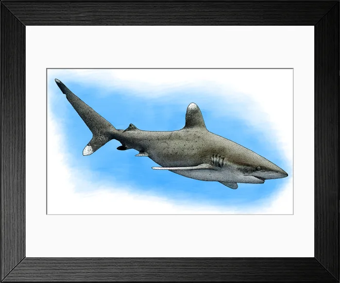 Framed Print : Oceanic Whitetip Shark, Illustration Framed Print : Oceanic Whitetip Shark, Illustration