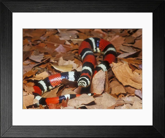 Framed Print : Tricolor Hognose Snake