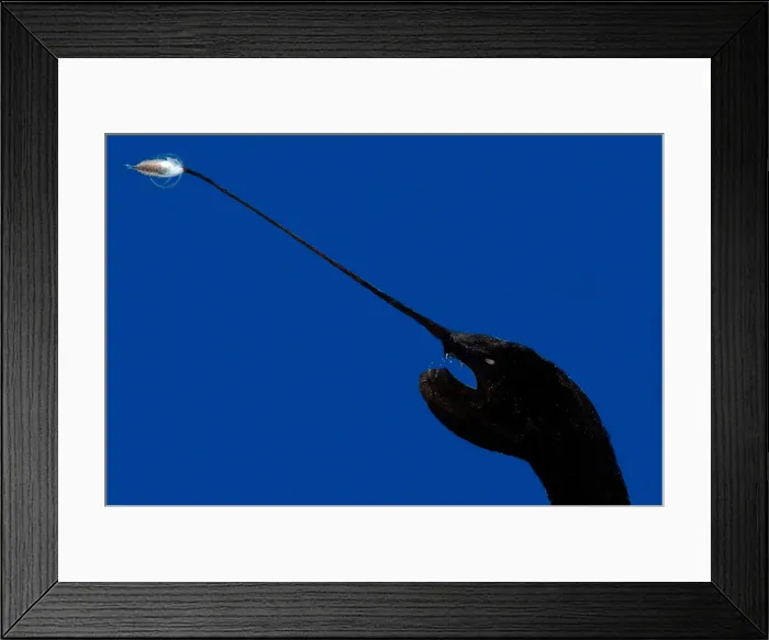 Framed Print : Whipnose Seadevil Framed Print : Whipnose Seadevil