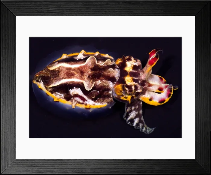 Framed Print : Flamboyant Cuttlefish Framed Print : Flamboyant Cuttlefish