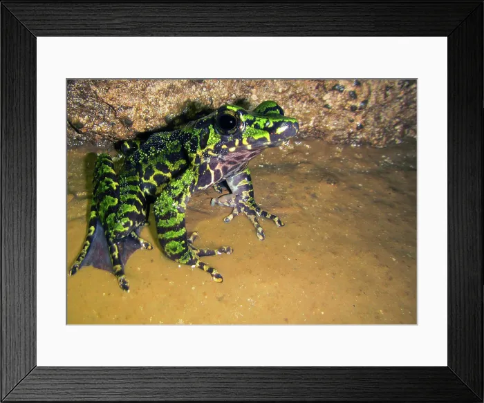 Framed Print : Wuchuan Odorous Frog (Odorrana wuchuanensis)