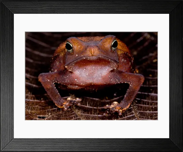 Framed Print : Para Toad. The Para Toad, Rhinella castaneotica, is a leaf litter dwelling species Framed Print : Para Toad. The Para Toad, Rhinella castaneotica, is a leaf litter dwelling species