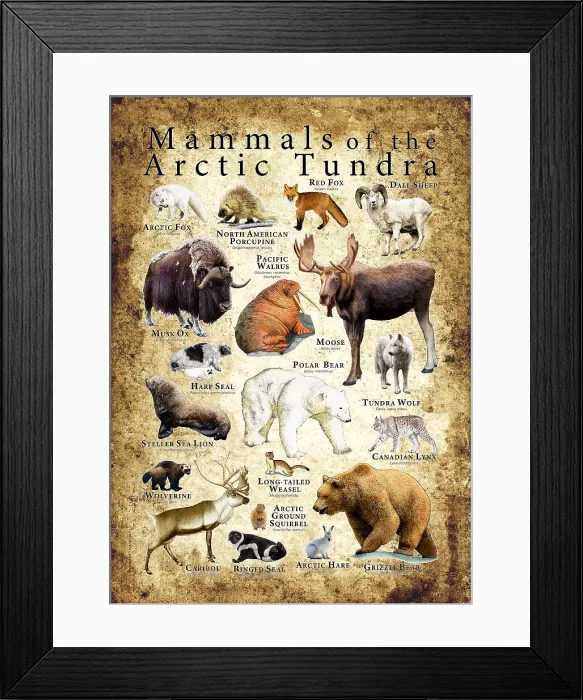 Framed Print : Mammals of the Arctic Tundra Framed Print : Mammals of the Arctic Tundra
