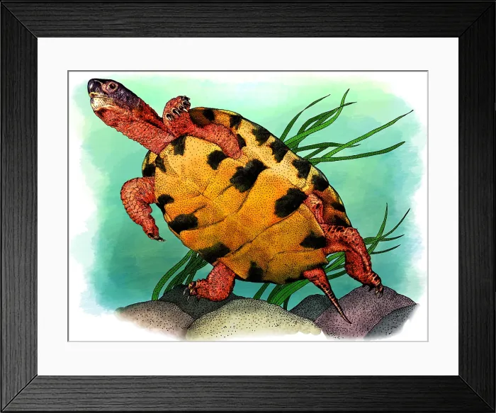 Framed Print : Wood Turtle Swimming Framed Print : Wood Turtle Swimming