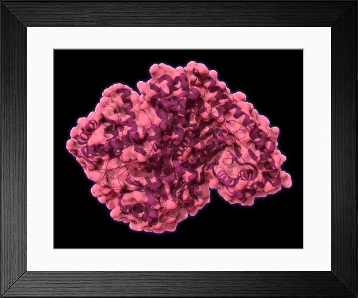 Framed Print : Alanine Transaminase, Molecular Model Framed Print : Alanine Transaminase, Molecular Model