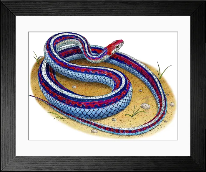 Framed Print : San Francisco Garter Snake Framed Print : San Francisco Garter Snake