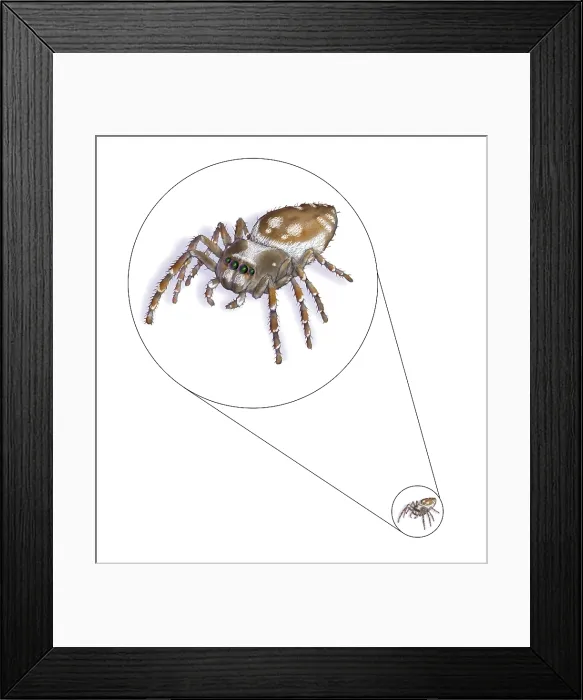 Framed Print : Jumping Spider (family Salticidae) Framed Print : Jumping Spider (family Salticidae)
