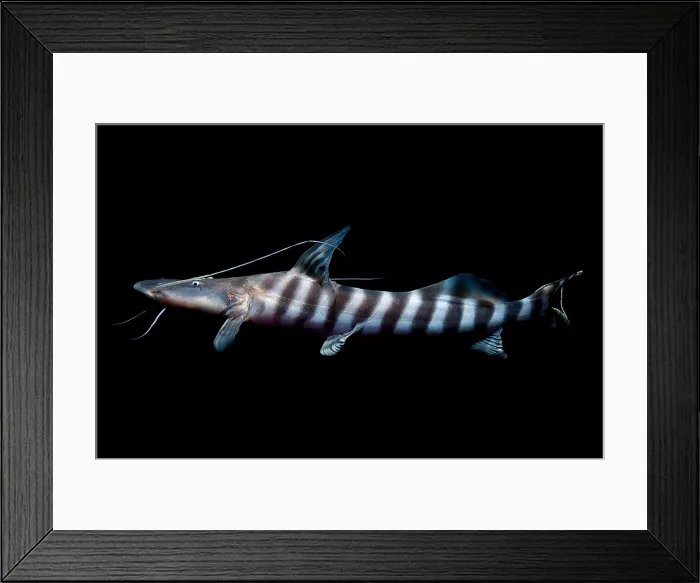 Framed Print : Banded Goliath Catfish Framed Print : Banded Goliath Catfish