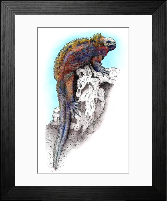 Framed Print : Marine Iguana