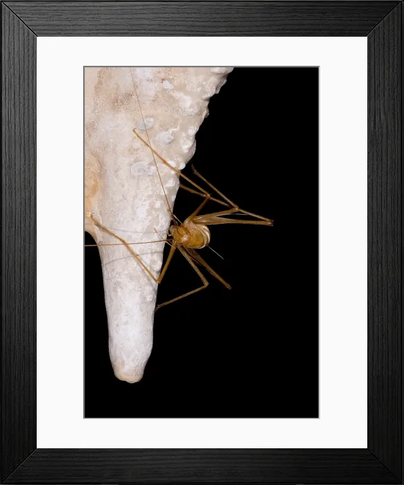 Framed Print : Chinese Cave Cricket Framed Print : Chinese Cave Cricket