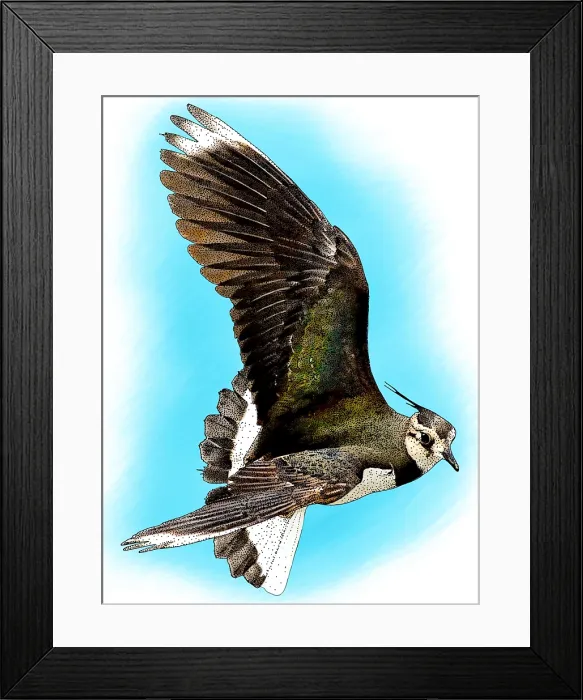 Framed Print : Northern Lapwing Framed Print : Northern Lapwing