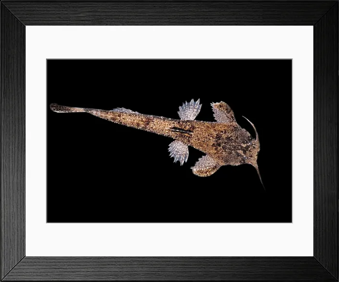 Framed Print : Banjo Catfish Framed Print : Banjo Catfish