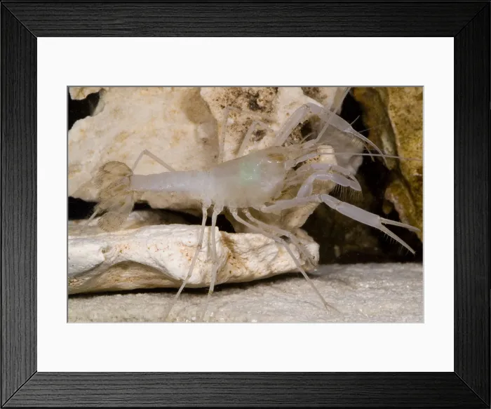 Framed Print : McLane's Cave Crayfish Framed Print : McLane's Cave Crayfish