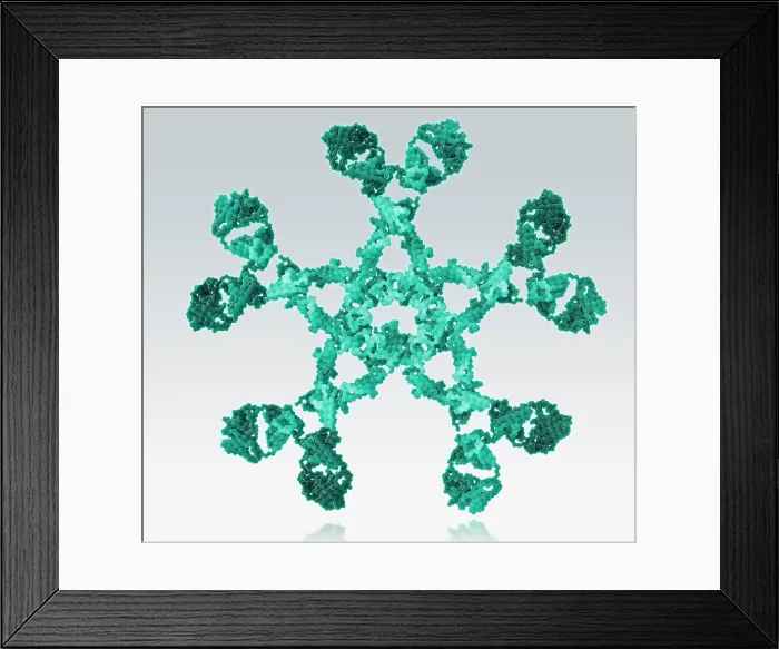 Framed Print : Immunoglobulin M, antibody Framed Print : Immunoglobulin M, antibody