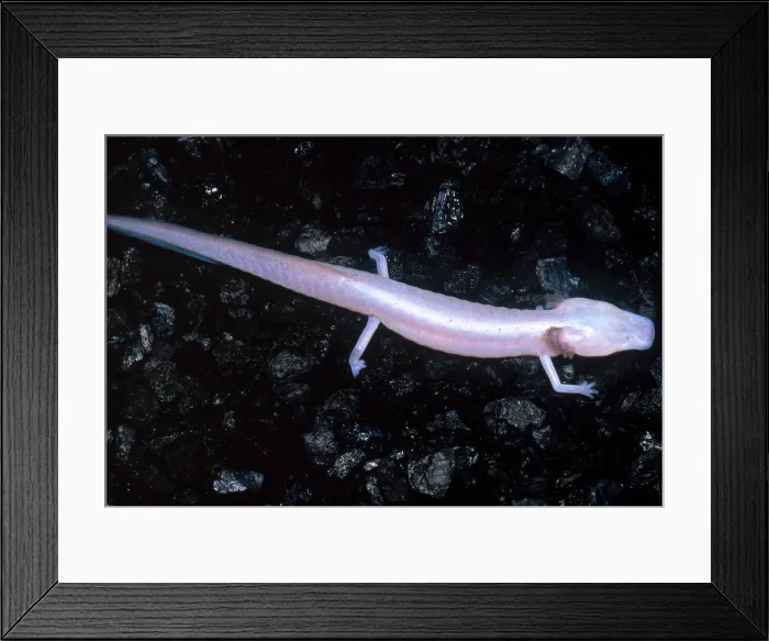 Framed Print : Texas Blind Salamander (Eurycea rathbuni) Framed Print : Texas Blind Salamander (Eurycea rathbuni)