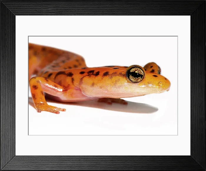Framed Print : Cave Salamander, Eurycea lucifuga Framed Print : Cave Salamander, Eurycea lucifuga