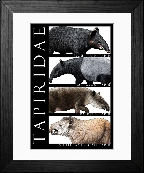 Framed Print : Tapirs of the World Framed Print : Tapirs of the World