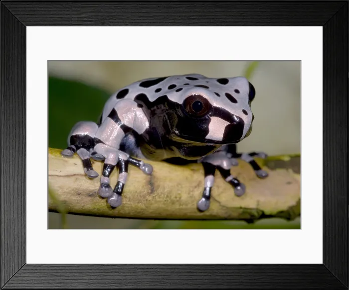 Framed Print : Anotheca spinosa Framed Print : Anotheca spinosa