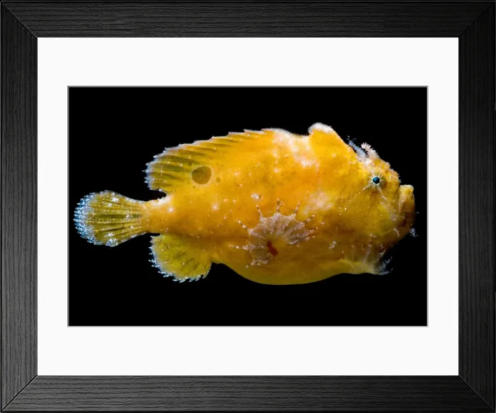 Framed Print : Frogfish, Antennarius sp. are some of the most cryptic predators found Framed Print : Frogfish, Antennarius sp. are some of the most cryptic predators found