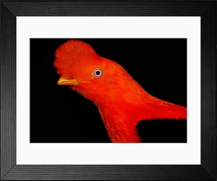 Framed Print : Andean Cock of the Rock