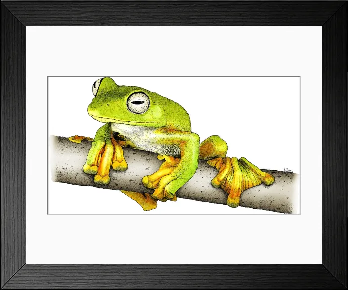 Framed Print : Wallace's Flying Frog