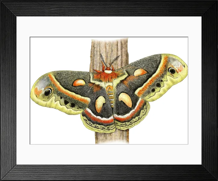 Framed Print : Cecropia Moth Framed Print : Cecropia Moth