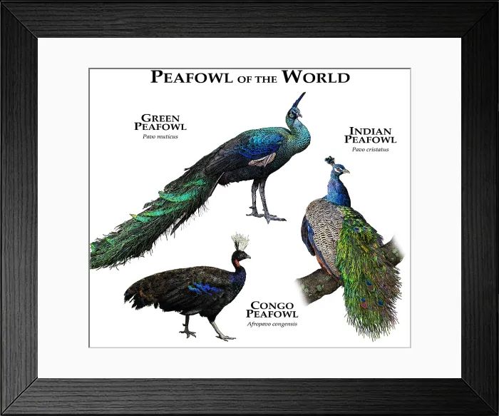 Framed Print : Peafowl of the World Framed Print : Peafowl of the World