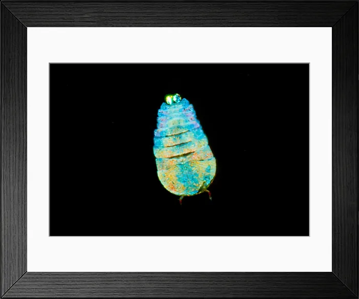 Framed Print : Sea Sapphire, a copepod Framed Print : Sea Sapphire, a copepod