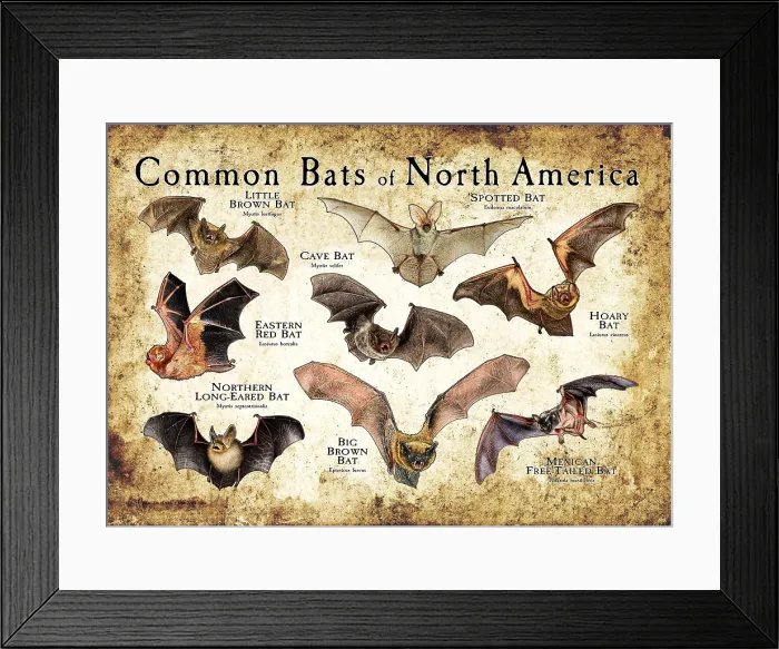 Framed Print : Bats of North America Framed Print : Bats of North America