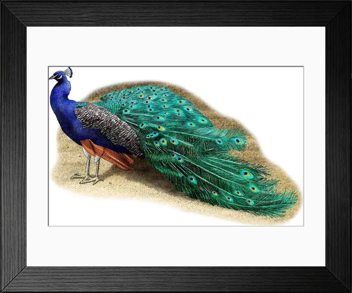 Framed Print : Common Peacock Framed Print : Common Peacock