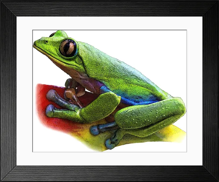 Framed Print : Blue-sided Leaf Frog, Illustration Framed Print : Blue-sided Leaf Frog, Illustration