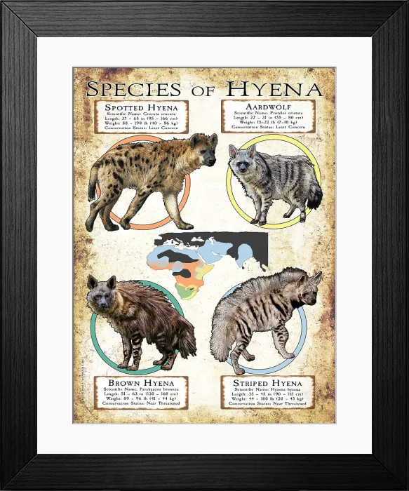 Framed Print : Species of Hyena Framed Print : Species of Hyena