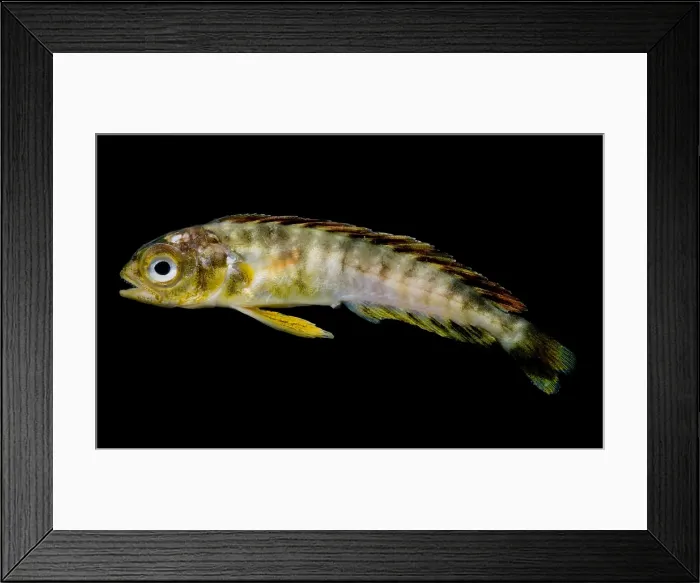 Framed Print : Larval Mahi-Mahi Framed Print : Larval Mahi-Mahi