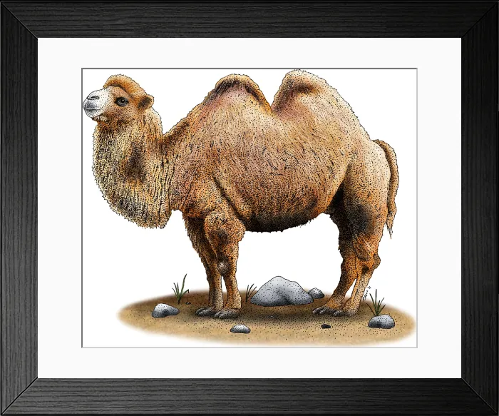 Framed Print : Bactrian Camel Framed Print : Bactrian Camel