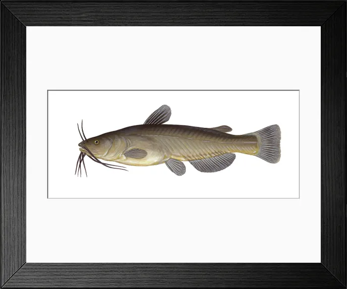 Framed Print : Black Bullhead Framed Print : Black Bullhead